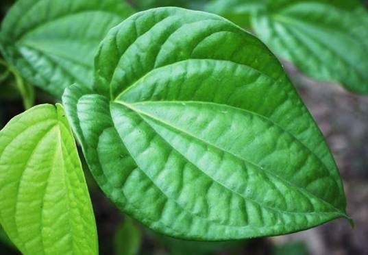 Fresh Betel Leaf