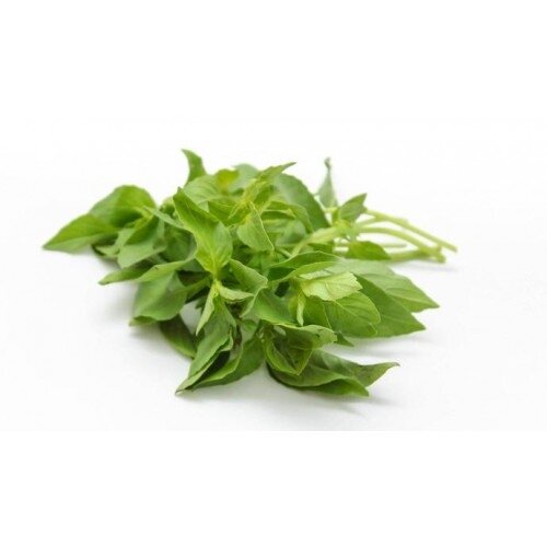 Fresh Thailand Hairy Basil