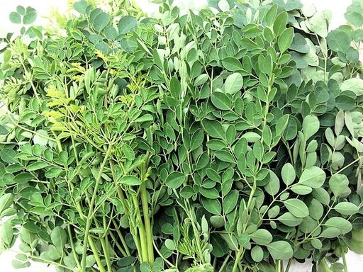 Fresh Thailand Moringa Olelfera Lamk