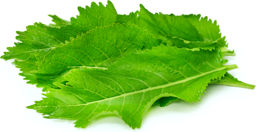 Fresh Horseradish Leaf