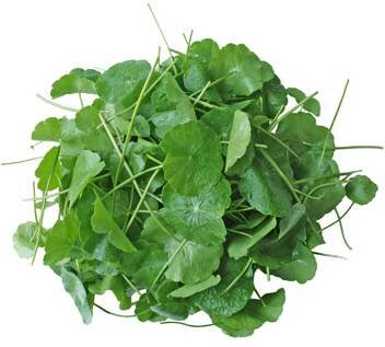 Fresh Thailand Pennywort Leaf