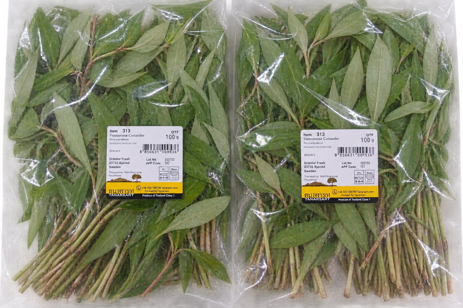 Fresh Vietnamese Coriander