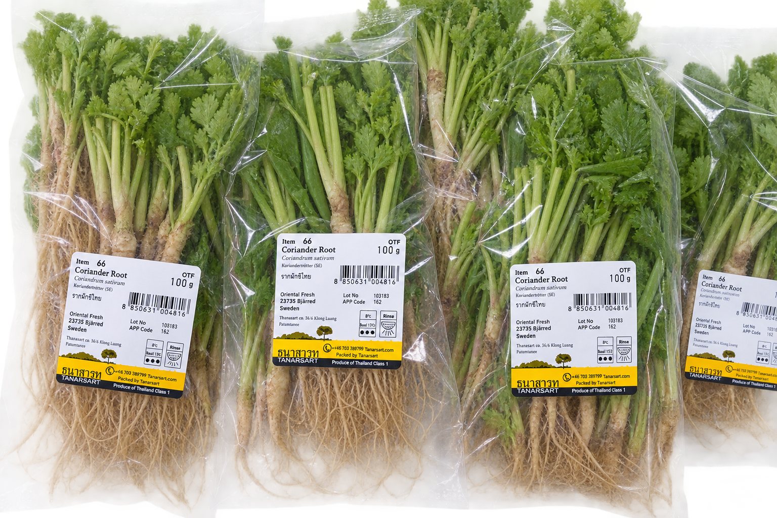 Fresh Thailand Coriander Roots Only