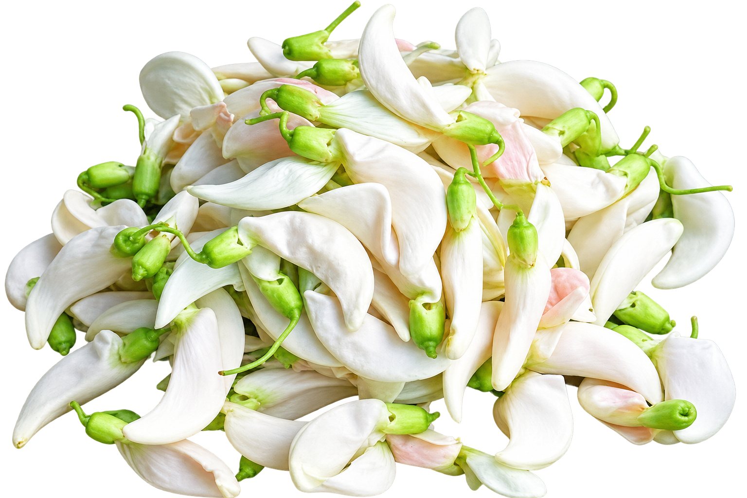 Thai Karturat Flower/Sesban flower