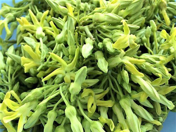 Thai Cowslip Creeper/Lila