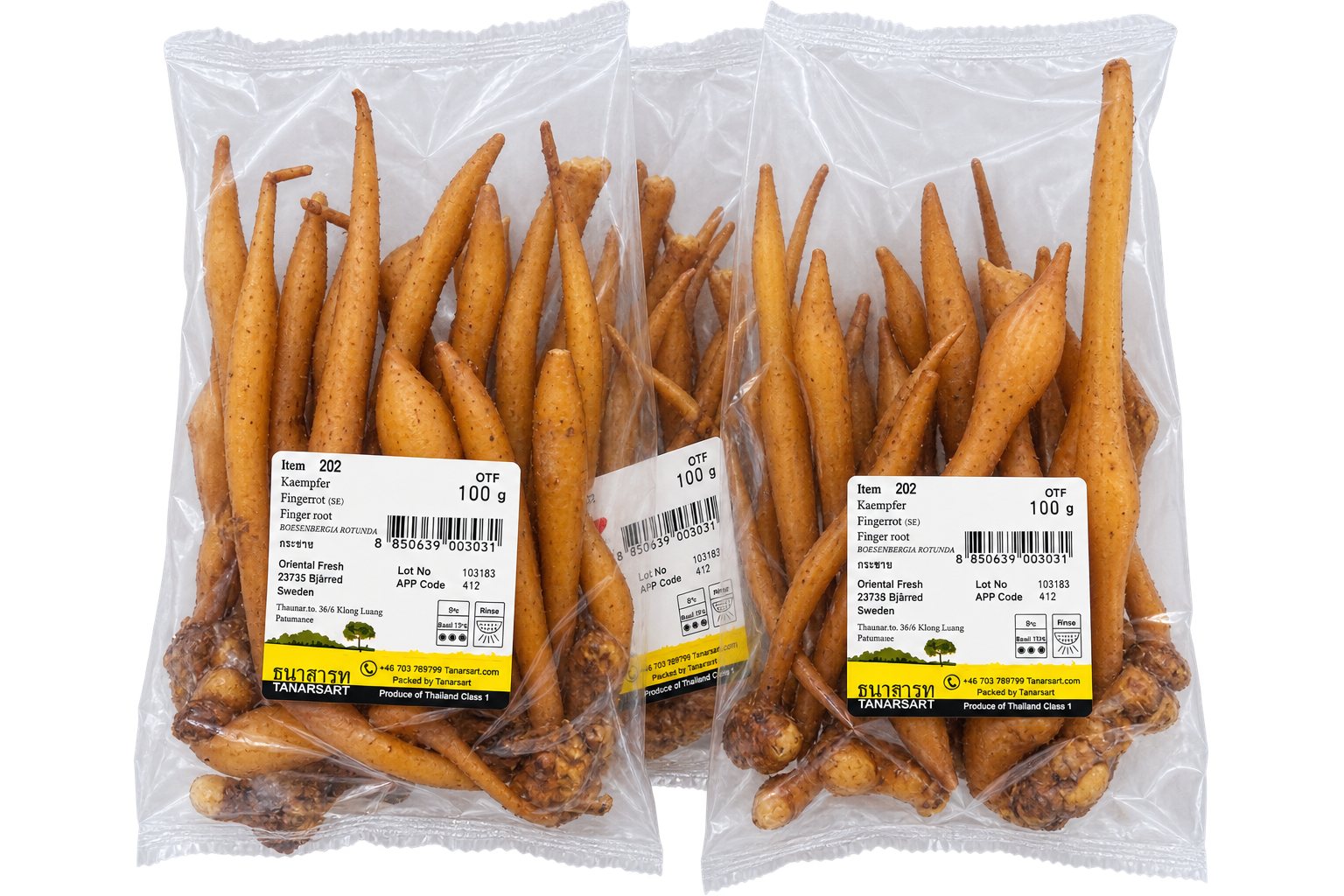 Fresh Thailand Fingerroot (Kaempfer)