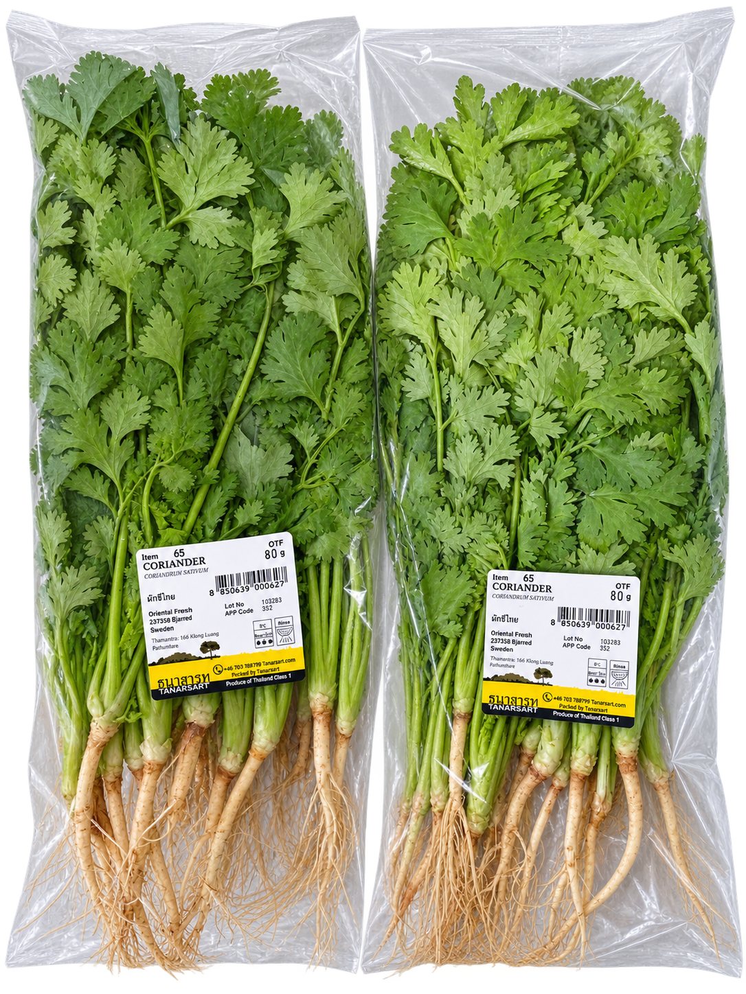 Fresh Thai Coriander