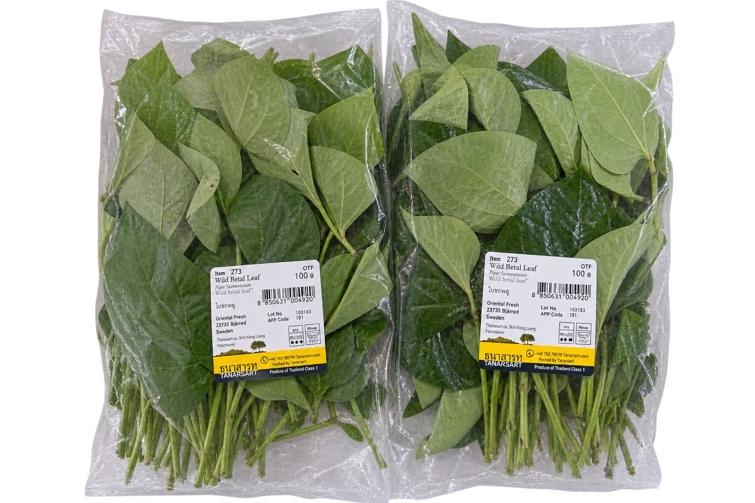 Fresh Wild Betel Leaf