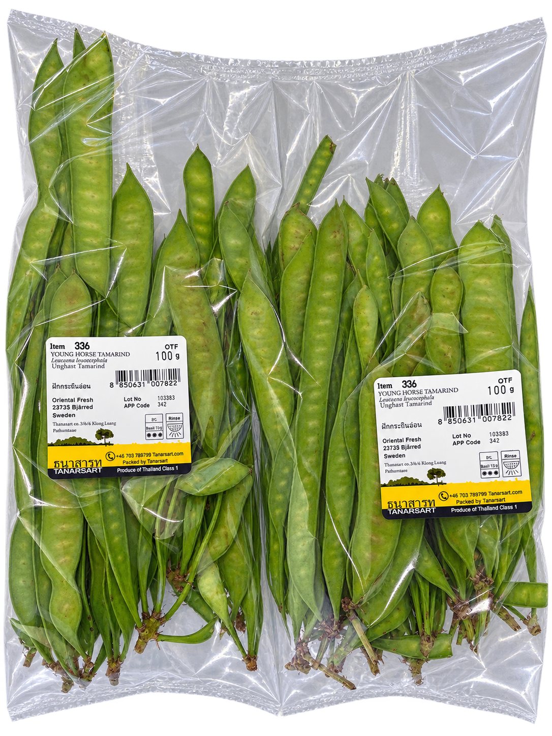 Fresh Young Horse Tamarind